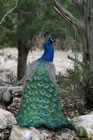 1peacock
